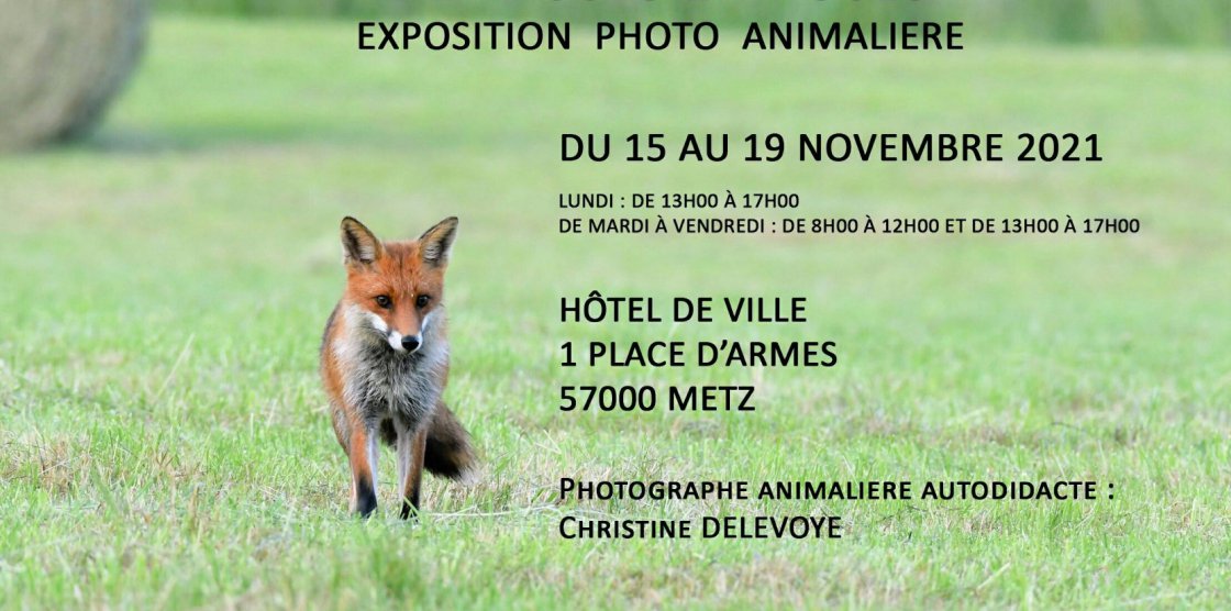EXPOSITION Photo Animalière - Christine DELEVOYE