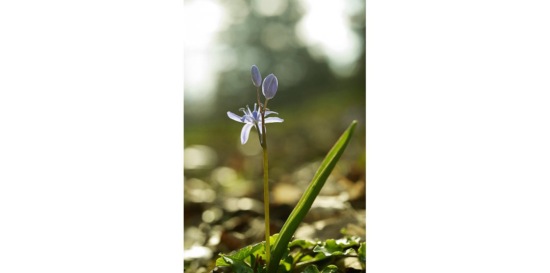 RENDEZ-VOUS MACROPHOTOGRAPHIE ET NATURE