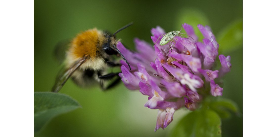 RENDEZ-VOUS MACROPHOTOGRAPHIE ET NATURE