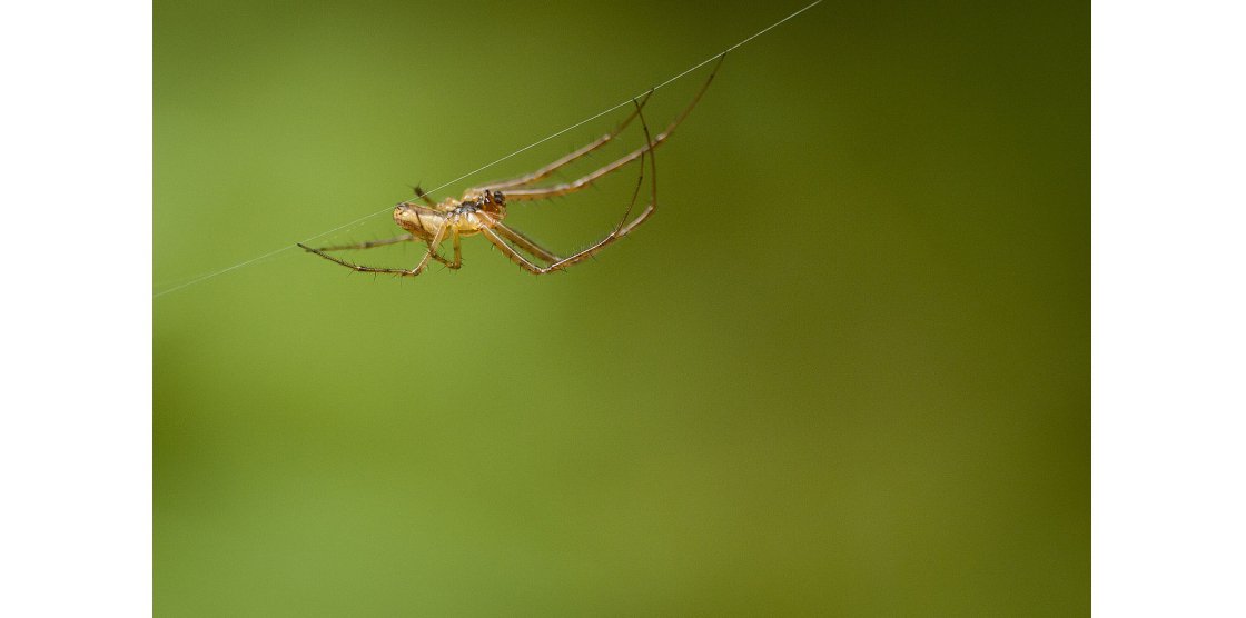 RENDEZ-VOUS MACROPHOTOGRAPHIE ET NATURE