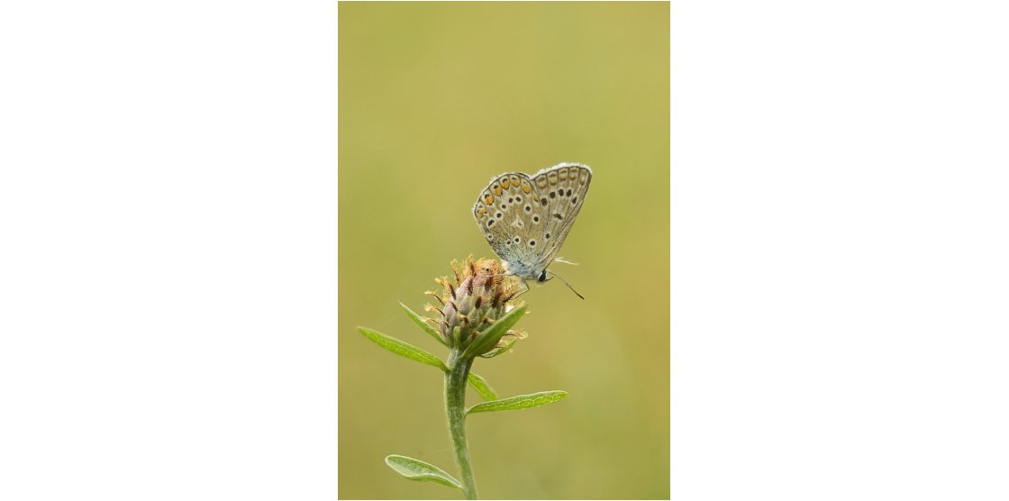 RENDEZ-VOUS MACROPHOTOGRAPHIE ET NATURE
