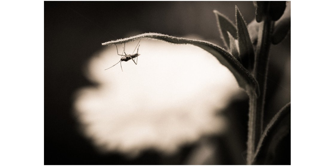RENDEZ-VOUS MACROPHOTOGRAPHIE ET NATURE