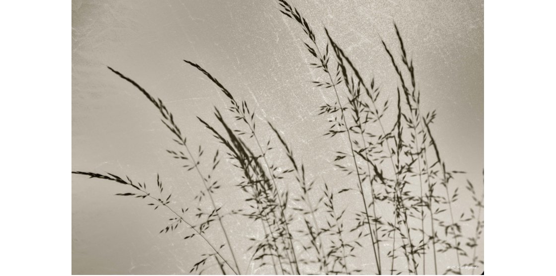 RENDEZ-VOUS MACROPHOTOGRAPHIE ET NATURE / SEPTEMBRE 2018