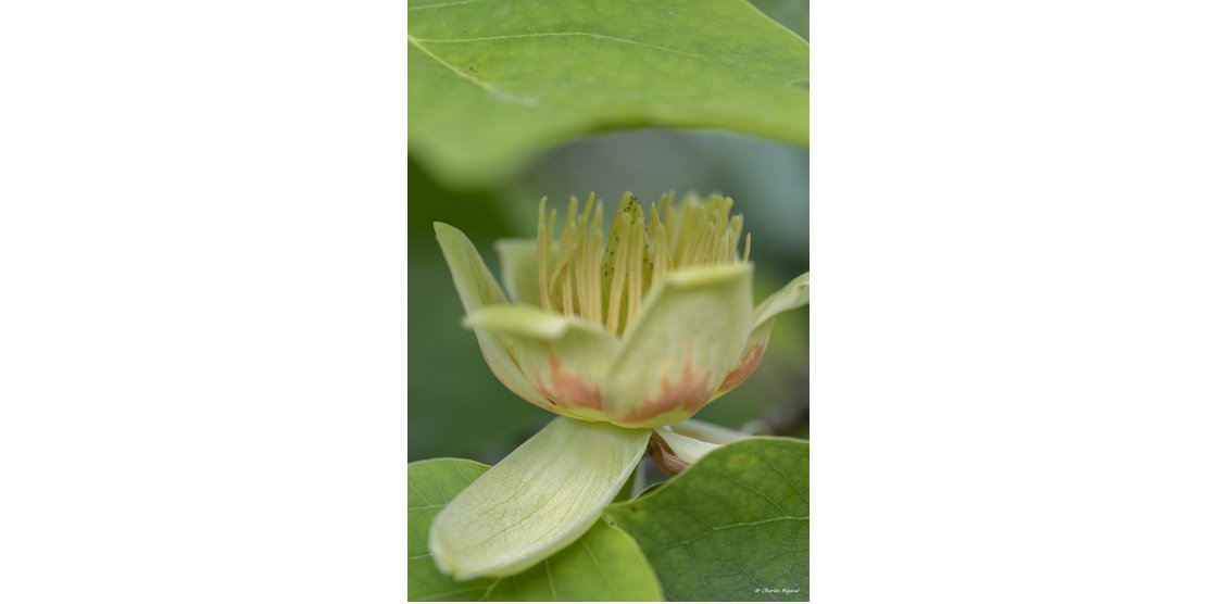 RENDEZ-VOUS MACROPHOTOGRAPHIE ET NATURE / SEPTEMBRE 2018
