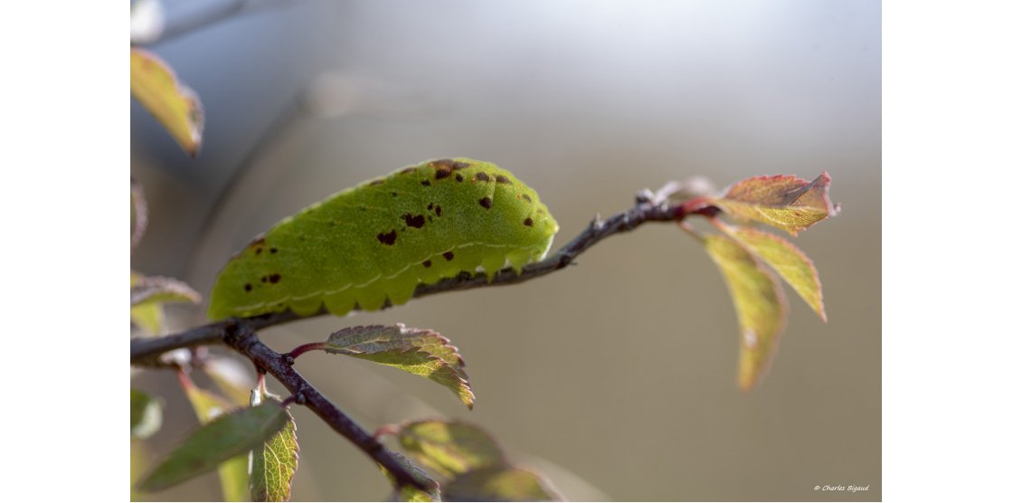 RENDEZ-VOUS MACROPHOTOGRAPHIE ET NATURE / SEPTEMBRE 2018