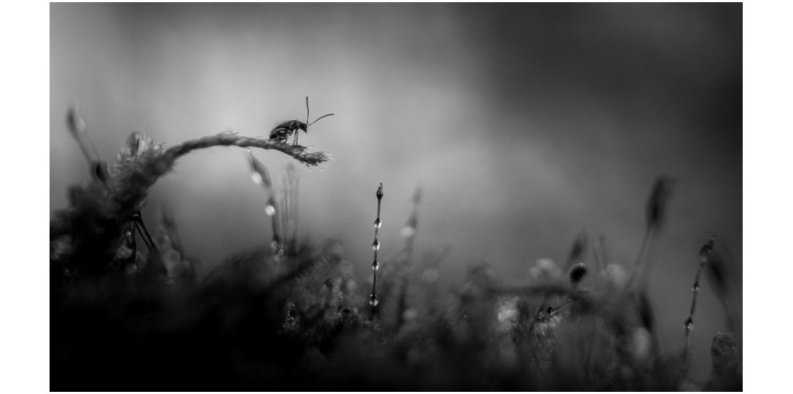 RENDEZ-VOUS MACROPHOTOGRAPHIE ET NATURE