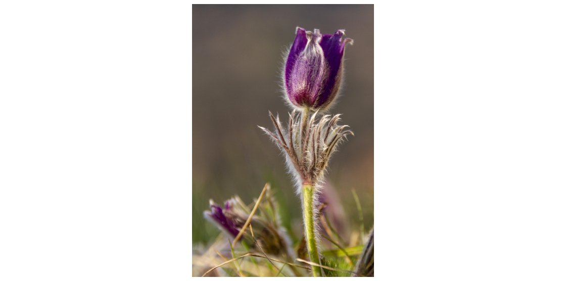 RENDEZ-VOUS MACROPHOTOGRAPHIE ET NATURE