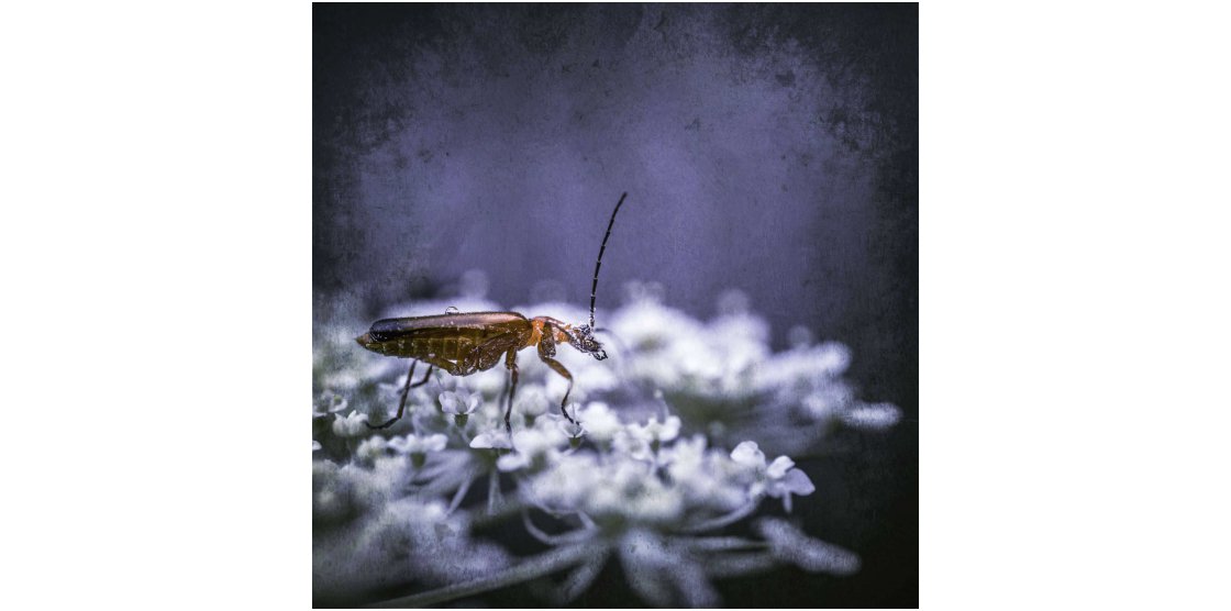 RENDEZ-VOUS MACROPHOTOGRAPHIE ET NATURE