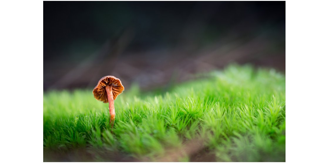 RENDEZ-VOUS MACROPHOTOGRAPHIE ET NATURE