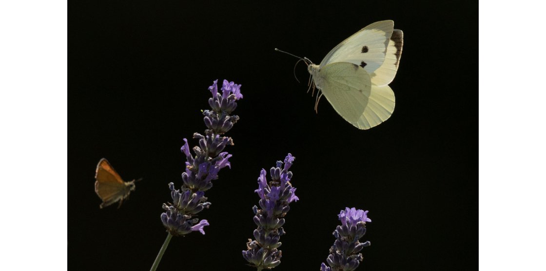 RENDEZ-VOUS MACROPHOTOGRAPHIE ET NATURE
