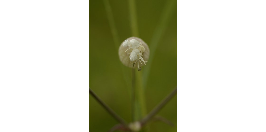 RENDEZ-VOUS MACROPHOTOGRAPHIE ET NATURE