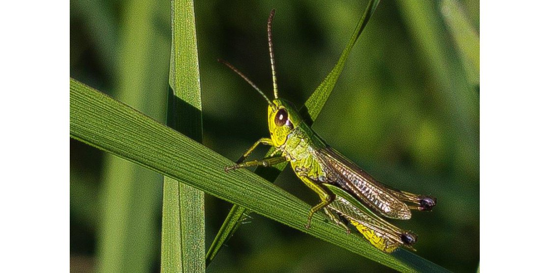 RENDEZ-VOUS MACROPHOTOGRAPHIE ET NATURE