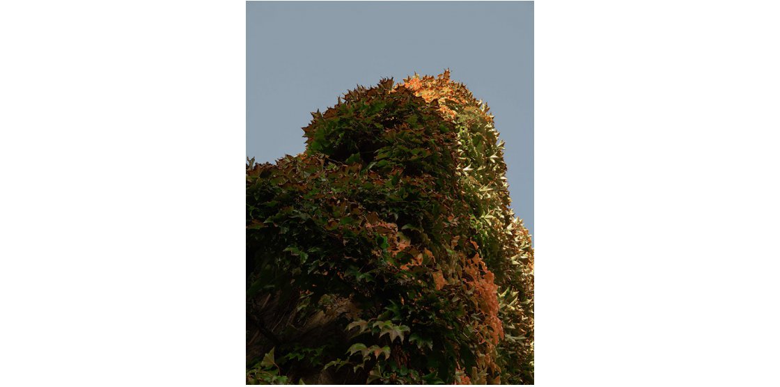EXPOSITION METZ PHOTO 9.4 / Bruno Madec “ARCHITECTURE VEGETALE” / Sylvain Erbs “PASSANT,SOUVIENS-TOI”