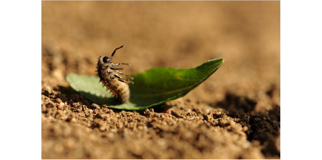 RENDEZ-VOUS MACROPHOTOGRAPHIE ET NATURE