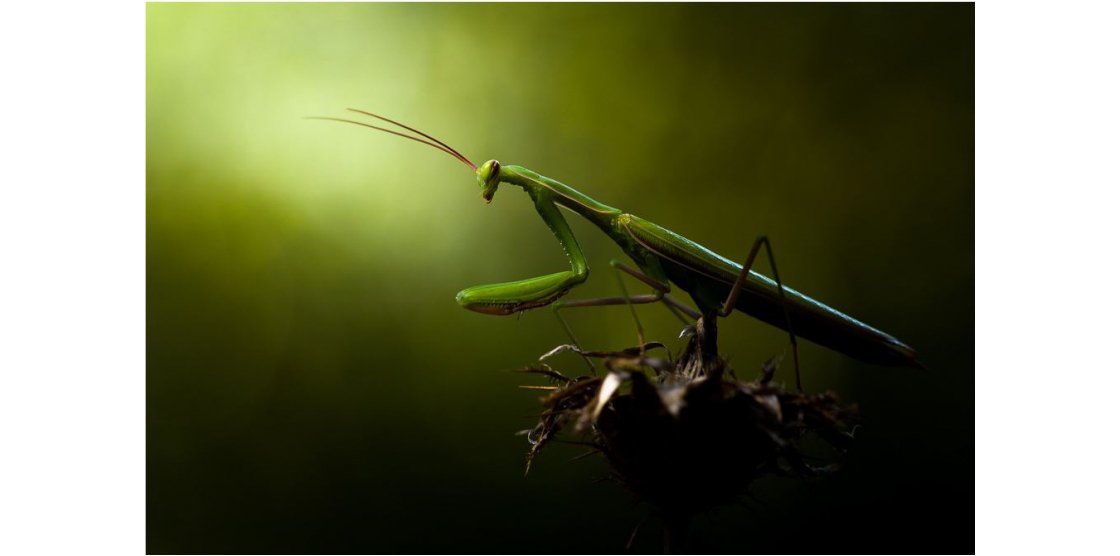 RENDEZ-VOUS MACROPHOTOGRAPHIE ET NATURE