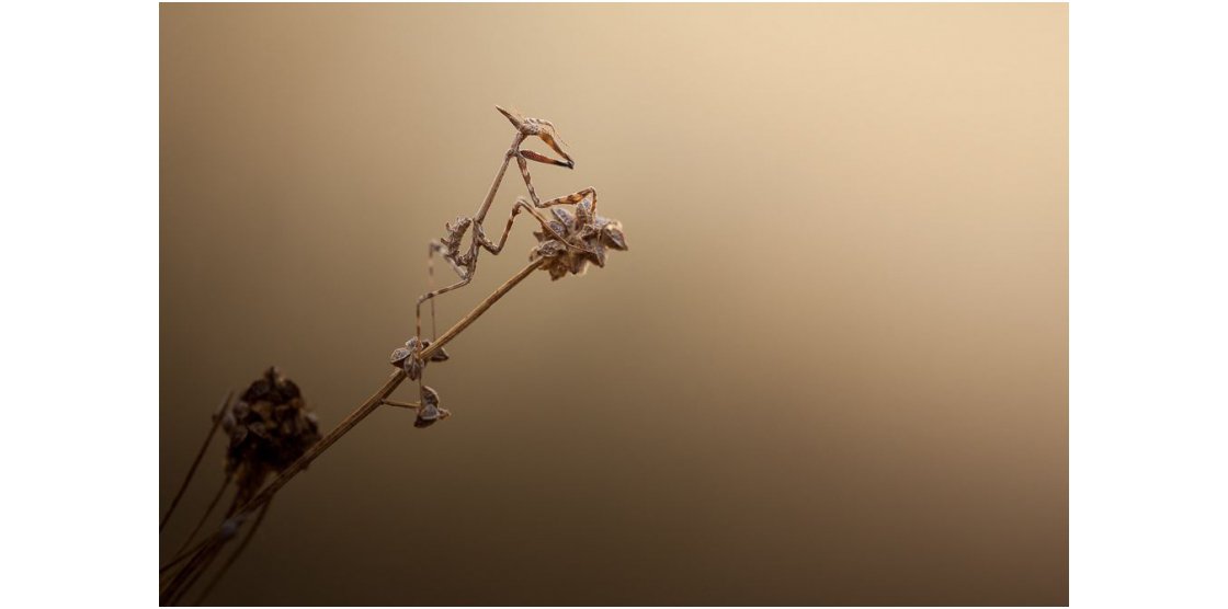 RENDEZ-VOUS MACROPHOTOGRAPHIE ET NATURE