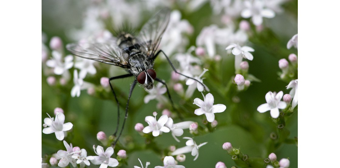 RENDEZ-VOUS MACROPHOTOGRAPHIE ET NATURE