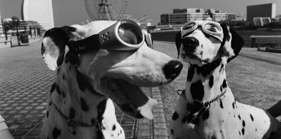 Elliot Erwitt - Yokohama