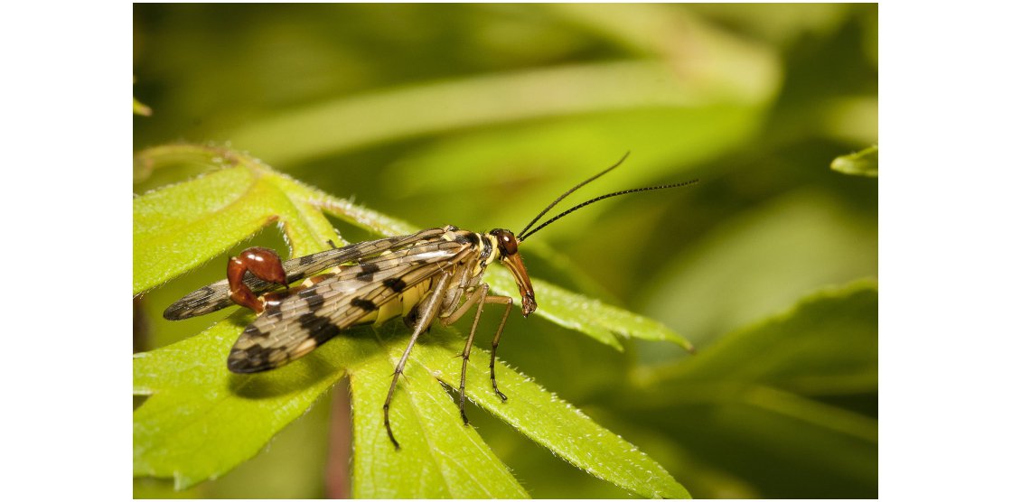 RENDEZ-VOUS MACROPHOTOGRAPHIE ET NATURE