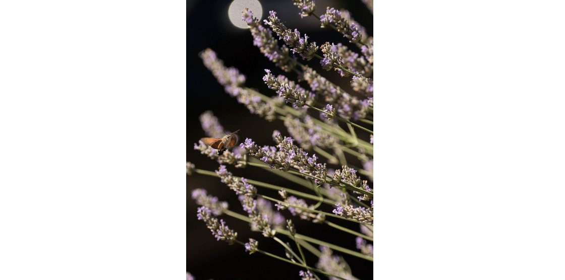 RENDEZ-VOUS MACROPHOTOGRAPHIE ET NATURE