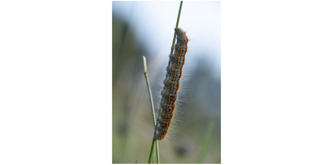 RENDEZ-VOUS MACROPHOTOGRAPHIE ET NATURE / OCTOBRE 2018
