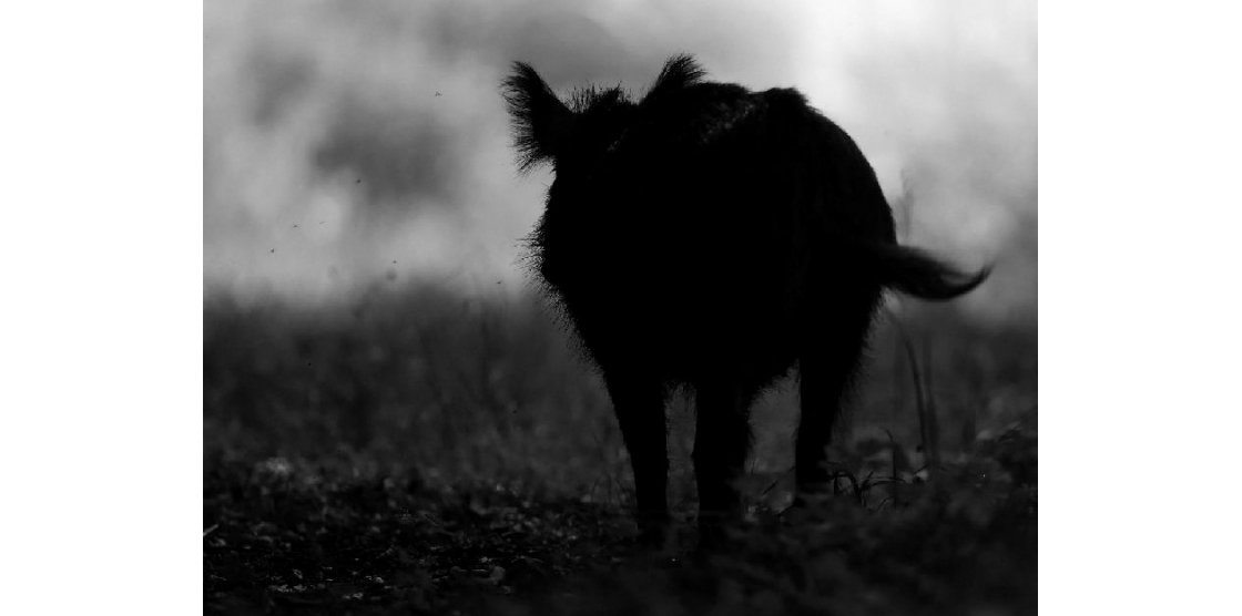 La faune sauvage de nos contrées : le sanglier