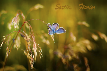 Sorties nature - Février 2026