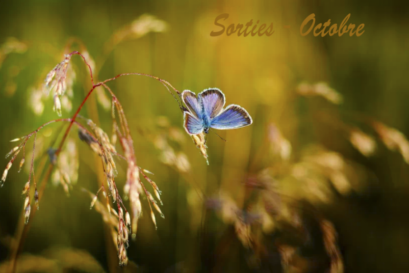 Sorties nature - Octobre 2026