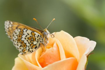 EXPOSITION NATURE NOVEANT